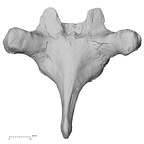 DV13-42 Homo sapiens thoracic vertebra seventh posterior