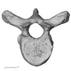 DV13-42 Homo sapiens thoracic vertebra seventh superior