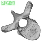DV13-42 Homo sapiens thoracic vertebra seventh ply