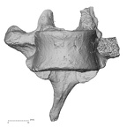 DV13-43 Homo sapiens thoracic vertebra eighth anterior