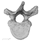 DV13-43 Homo sapiens thoracic vertebra eighth inferior