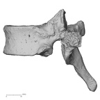 DV13-43 Homo sapiens thoracic vertebra eighth lateral