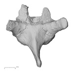 DV13-43 Homo sapiens thoracic vertebra eighth posterior