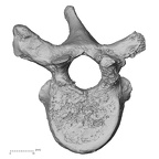 DV13-43 Homo sapiens thoracic vertebra eighth superior