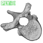 DV13-43 Homo sapiens thoracic vertebra eighth ply