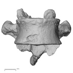 DV13-45 Homo sapiens thoracic vertebra tenth anterior