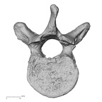 DV13-45 Homo sapiens thoracic vertebra tenth inferior