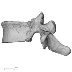 DV13-45 Homo sapiens thoracic vertebra tenth lateral