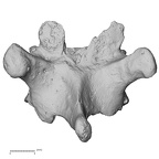 DV13-45 Homo sapiens thoracic vertebra tenth posterior