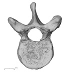 DV13-45 Homo sapiens thoracic vertebra tenth superior