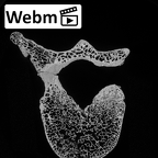 DV13-45 Homo sapiens thoracic vertebra tenth ct stack movie
