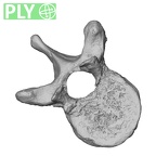 DV13-45 Homo sapiens thoracic vertebra tenth ply