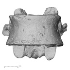 DV13-46 Homo sapiens thoracic vertebra eleventh anterior