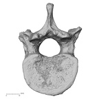 DV13-46 Homo sapiens thoracic vertebra eleventh inferior