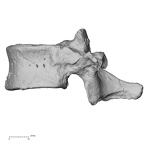 DV13-46 Homo sapiens thoracic vertebra eleventh lateral