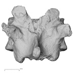 DV13-46 Homo sapiens thoracic vertebra eleventh posterior