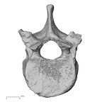 DV13-46 Homo sapiens thoracic vertebra eleventh superior