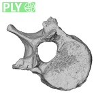 DV13-46 Homo sapiens thoracic vertebra eleventh ply