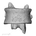 DV13-47 Homo sapiens thoracic vertebra twelfth anterior