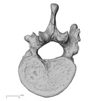 DV13-47 H. sapiens thoracic vertebra twelfth