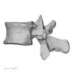 DV13-47 Homo sapiens thoracic vertebra twelfth lateral