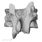 DV13-47 Homo sapiens thoracic vertebra twelfth posterior