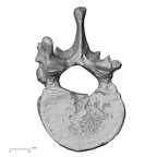 DV13-47 Homo sapiens thoracic vertebra twelfth superior