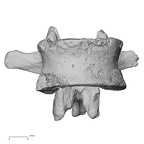 DV13-48 Homo sapiens lumbar vertebra first anterior