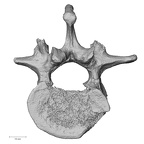 DV13-48 Homo sapiens lumbar vertebra first inferior