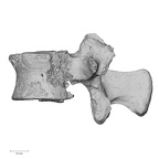 DV13-48 Homo sapiens lumbar vertebra first lateral