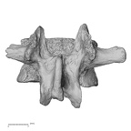DV13-48 Homo sapiens lumbar vertebra first posterior