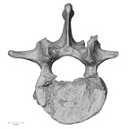 DV13-48 Homo sapiens lumbar vertebra first superior