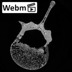 DV13-48 Homo sapiens lumbar vertebra first ct stack movie