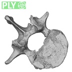 DV13-48 Homo sapiens lumbar vertebra first ply