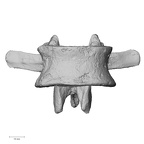 DV13-49 Homo sapiens lumbar vertebra second anterior