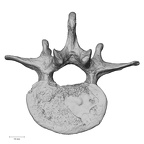 DV13-49 Homo sapiens lumbar vertebra second inferior