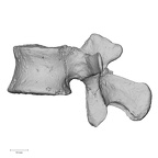 DV13-49 Homo sapiens lumbar vertebra second lateral