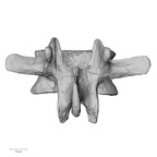 DV13-49 Homo sapiens lumbar vertebra second posterior