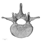 DV13-49 Homo sapiens lumbar vertebra second superior