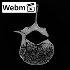 DV13-49 Homo sapiens lumbar vertebra second ct stack movie