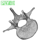 DV13-49 Homo sapiens lumbar vertebra second ply