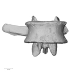 DV13-50 Homo sapiens lumbar vertebra third anterior