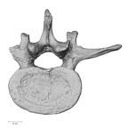 DV13-50 Homo sapiens lumbar vertebra third inferior