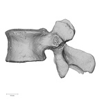 DV13-50 Homo sapiens lumbar vertebra third lateral