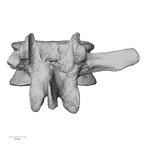 DV13-50 Homo sapiens lumbar vertebra third posterior