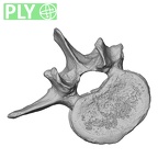 DV13-50 Homo sapiens lumbar vertebra third ply