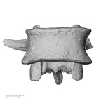DV13-51 Homo sapiens lumbar vertebra fourth anterior