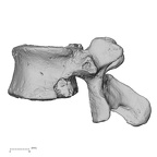 DV13-51 Homo sapiens lumbar vertebra fourth lateral