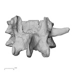 DV13-51 Homo sapiens lumbar vertebra fourth posterior
