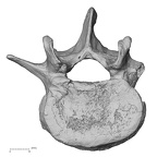 DV13-51 Homo sapiens lumbar vertebra fourth superior